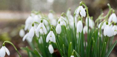 Çiçek açan orman çayırı, beyaz Galanthus (kar damlaları) yakın plan. Avrupa 'da ilkbahar başı. Saf doğa, çevre koruma, ekoloji, peyzaj, bahçıvanlık, parfüm. Barış ve neşe kavramları