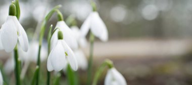 Çiçek açan orman çayırı, beyaz Galanthus (kar damlaları) yakın plan. Avrupa 'da ilkbahar başı. Saf doğa, çevre koruma, ekoloji, peyzaj, bahçıvanlık, parfüm. Barış ve neşe kavramları
