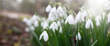 Çiçek açan orman çayırı, beyaz Galanthus (kar damlaları) yakın plan. Avrupa 'da ilkbahar başı. Saf doğa, çevre koruma, ekoloji, peyzaj, bahçıvanlık, parfüm. Barış ve neşe kavramları
