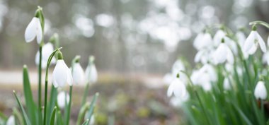 Çiçek açan orman çayırı, beyaz Galanthus (kar damlaları) yakın plan. Avrupa 'da ilkbahar başı. Saf doğa, çevre koruma, ekoloji, peyzaj, bahçıvanlık, parfüm. Barış ve neşe kavramları