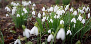 Çiçek açan beyaz Galanthus ormanının zemininde. Avrupa 'da ilkbahar başı. Saf doğa, çevre koruma, ekoloji, bahçıvanlık, peyzaj, vatandaşlık. Makrofotoğrafçılık