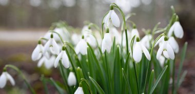 Çiçek açan orman çayırı, beyaz Galanthus (kar damlaları) yakın plan. Avrupa 'da ilkbahar başı. Saf doğa, çevre koruma, ekoloji, peyzaj, bahçıvanlık, parfüm. Barış ve neşe kavramları