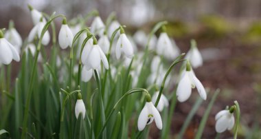 Çiçek açan orman çayırı, beyaz Galanthus (kar damlaları) yakın plan. Avrupa 'da ilkbahar başı. Saf doğa, çevre koruma, ekoloji, peyzaj, bahçıvanlık, parfüm. Barış ve neşe kavramları