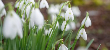 Çiçek açan orman çayırı, beyaz Galanthus (kar damlaları) yakın plan. Avrupa 'da ilkbahar başı. Saf doğa, çevre koruma, ekoloji, peyzaj, bahçıvanlık, parfüm. Barış ve neşe kavramları