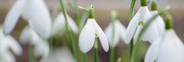 Çiçek açan orman çayırı, beyaz Galanthus (kar damlaları) yakın plan. Avrupa 'da ilkbahar başı. Saf doğa, çevre koruma, ekoloji, peyzaj, bahçıvanlık, parfüm. Barış ve neşe kavramları