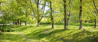 Güneşli bir bahar gününde yeşil yaprak döken bir orman parkında (ara yol). Güçlü ağaçlar. Yumuşak güneş ışığı, güneş ışınları. Doğa, çevre koruma, ekoloji, eko-turizm, kuzey yürüyüşü, bisiklet
