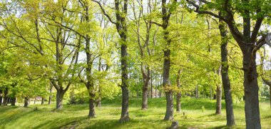 Güneşli bir bahar gününde yeşil yaprak döken bir orman parkında (ara yol). Güçlü ağaçlar. Yumuşak güneş ışığı, güneş ışınları. Doğa, çevre koruma, ekoloji, eko-turizm, kuzey yürüyüşü, bisiklet