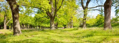 Güneşli bir bahar gününde yeşil yaprak döken bir orman parkında (ara yol). Güçlü ağaçlar. Yumuşak güneş ışığı, güneş ışınları. Doğa, çevre koruma, ekoloji, eko-turizm, kuzey yürüyüşü, bisiklet