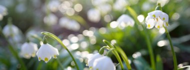 Bir parkta çiçek açan Leucojum aestivum (yaz kar tanesi), yakın plan. Baharın başında. Saflığın sembolü, huzur, neşe, paskalya konsepti. Peyzaj, bahçıvanlık, çevre. Makrofotoğrafçılık, bokeh