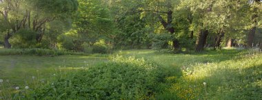 Güneşli bir bahar gününde yeşil yaprak döken bir orman parkında (ara yol). Güçlü ağaçlar. Yumuşak güneş ışığı, güneş ışınları. Doğa, çevre koruma, ekoloji, eko-turizm, kuzey yürüyüşü, bisiklet