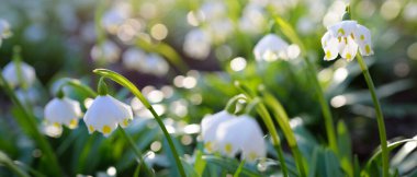 Bir parkta çiçek açan Leucojum aestivum (yaz kar tanesi), yakın plan. Baharın başında. Saflığın sembolü, huzur, neşe, paskalya konsepti. Peyzaj, bahçıvanlık, çevre. Makrofotoğrafçılık, bokeh