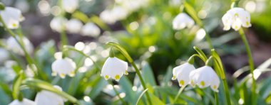 Bir parkta çiçek açan Leucojum aestivum (yaz kar tanesi), yakın plan. Baharın başında. Saflığın sembolü, huzur, neşe, paskalya konsepti. Peyzaj, bahçıvanlık, çevre. Makrofotoğrafçılık, bokeh