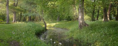 Orman parkındaki küçük nehir (kanal). Güçlü yeşil yapraklı ağaçlar, kır çiçekleri, bitkiler. Altın güneş ışığı. Idyllic yaz manzarası. Doğa, ekoloji. Eko-turizm, yürüyüş. Bisiklet, kuzey yürüyüşü