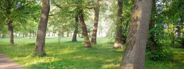 Orman parkından geçen patika (kırsal yol, sokak). Güçlü yeşil yapraklı ağaçlar, kır çiçekleri, bitkiler. Yaz manzarası. Doğa, ekoloji. Eko-turizm, yürüyüş. Bisiklet, kuzey yürüyüşü