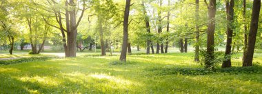 Güneşli bir bahar gününde yeşil yaprak döken bir orman parkında (ara yol). Güçlü ağaçlar. Yumuşak güneş ışığı, güneş ışınları. Doğa, çevre koruma, ekoloji, eko-turizm, kuzey yürüyüşü, bisiklet