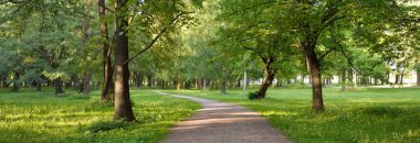 Orman parkından geçen patika (kırsal yol, sokak). Güçlü yeşil yapraklı ağaçlar, kır çiçekleri, bitkiler. Yaz manzarası. Doğa, ekoloji. Eko-turizm, yürüyüş. Bisiklet, kuzey yürüyüşü