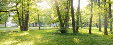 Güneşli bir bahar gününde yeşil yaprak döken bir orman parkında (ara yol). Güçlü ağaçlar. Yumuşak güneş ışığı, güneş ışınları. Doğa, çevre koruma, ekoloji, eko-turizm, kuzey yürüyüşü, bisiklet