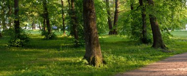 Orman parkından geçen patika (kırsal yol, sokak). Güçlü yeşil yapraklı ağaçlar, kır çiçekleri, bitkiler. Yaz manzarası. Doğa, ekoloji. Eko-turizm, yürüyüş. Bisiklet, kuzey yürüyüşü