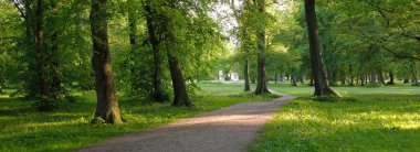 Orman parkından geçen patika (kırsal yol, sokak). Güçlü yeşil yapraklı ağaçlar, kır çiçekleri, bitkiler. Yaz manzarası. Doğa, ekoloji. Eko-turizm, yürüyüş. Bisiklet, kuzey yürüyüşü