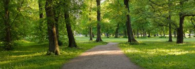 Orman parkından geçen patika (kırsal yol, sokak). Güçlü yeşil yapraklı ağaçlar, kır çiçekleri, bitkiler. Yaz manzarası. Doğa, ekoloji. Eko-turizm, yürüyüş. Bisiklet, kuzey yürüyüşü