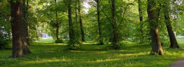 Orman parkından geçen patika (kırsal yol, sokak). Güçlü yeşil yapraklı ağaçlar, kır çiçekleri, bitkiler. Yaz manzarası. Doğa, ekoloji. Eko-turizm, yürüyüş. Bisiklet, kuzey yürüyüşü