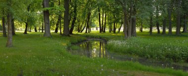 Orman parkındaki küçük nehir (kanal). Güçlü yeşil yapraklı ağaçlar, kır çiçekleri, bitkiler. Altın güneş ışığı. Idyllic yaz manzarası. Doğa, ekoloji. Eko-turizm, yürüyüş. Bisiklet, kuzey yürüyüşü