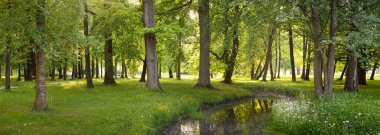 Orman parkındaki küçük nehir (kanal). Güçlü yeşil yapraklı ağaçlar, kır çiçekleri, bitkiler. Altın güneş ışığı. Idyllic yaz manzarası. Doğa, ekoloji. Eko-turizm, yürüyüş. Bisiklet, kuzey yürüyüşü