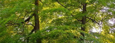 Yeşil yaz kayın ormanının panoramik manzarası. Kudretli ağaçların arasından gün ışığı. Çevresel koruma, ekoloji, saf doğa, eko-turizm. Idyllic manzara