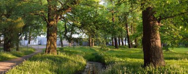 Orman parkındaki küçük nehir (kanal). Güçlü yeşil yapraklı ağaçlar, kır çiçekleri, bitkiler. Altın güneş ışığı. Idyllic yaz manzarası. Doğa, ekoloji. Eko-turizm, yürüyüş. Bisiklet, kuzey yürüyüşü