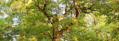 Yeşil Orman 'daki (halk parkındaki) muazzam yaprak döken ağaca yakın çekim. Atmosferik yaz manzarası. Saf doğa, ekoloji, çevre koruma. Avrupa