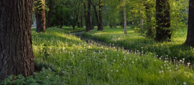 Orman parkındaki küçük nehir (kanal). Güçlü yeşil yapraklı ağaçlar, kır çiçekleri, bitkiler. Karanlık atmosferik yaz manzarası. Doğa, ekoloji. Eko-turizm, yürüyüş. Bisiklet, kuzey yürüyüşü