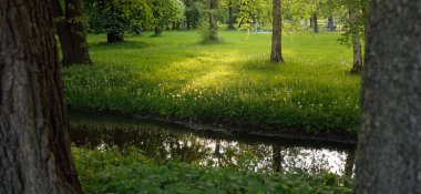 Orman parkındaki küçük nehir (kanal). Güçlü yeşil yapraklı ağaçlar, kır çiçekleri, bitkiler. Altın güneş ışığı. Idyllic yaz manzarası. Doğa, ekoloji. Eko-turizm, yürüyüş. Bisiklet, kuzey yürüyüşü