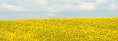 Kırsal alan. Güneşli bir yaz gününde sarı kolza tohumu tarlası. Çiçek deseni. Doku, arka plan. Tarım, biyoteknoloji, yakıt, gıda endüstrisi, alternatif enerji, doğa