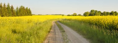 Sarı kolza tohumu tarlası ve ormanın içinden geçen köy yolu. Açık mavi gökyüzü. İlahi kırsal bir manzara. Tarım, akaryakıt endüstrisi, alternatif enerji, çevresel koruma, uzak yerler