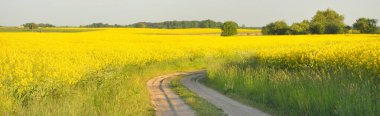 Sarı kolza tohumu tarlası ve ormanın içinden geçen köy yolu. Açık mavi gökyüzü. İlahi kırsal bir manzara. Tarım, akaryakıt endüstrisi, alternatif enerji, çevresel koruma, uzak yerler