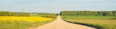 Sarı kolza tohumu tarlası ve ormanın içinden geçen köy yolu. Elektrik güç hattı. Açık mavi gökyüzü. İlahi kırsal bir manzara. Uzak yerler, lojistik, iletişim, altyapı, ekoloji