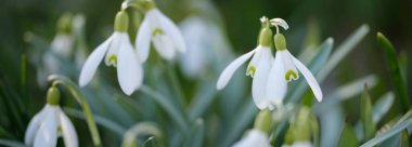 Çiçek açan orman çayırı, beyaz Galanthus (kar damlaları) yakın plan. Avrupa 'da ilkbahar başı. Doğa, çevre koruma, ekoloji, bahçıvanlık, parfüm. Saflık, huzur, neşe, Paskalya kavramları