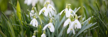 Çiçek açan orman çayırı, beyaz Galanthus (kar damlaları) yakın plan. Avrupa 'da ilkbahar başı. Doğa, çevre koruma, ekoloji, bahçıvanlık, parfüm. Saflık, huzur, neşe, Paskalya kavramları