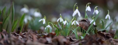Çiçek açan orman çayırı, beyaz Galanthus (kar damlaları) yakın plan. Avrupa 'da ilkbahar başı. Doğa, çevre koruma, ekoloji, bahçıvanlık, parfüm. Saflık, huzur, neşe, Paskalya kavramları
