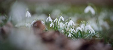 Çiçek açan orman çayırı, beyaz Galanthus (kar damlaları) yakın plan. Avrupa 'da ilkbahar başı. Doğa, çevre koruma, ekoloji, bahçıvanlık, parfüm. Saflık, huzur, neşe, Paskalya kavramları