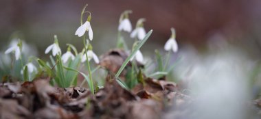 Çiçek açan orman çayırı, beyaz Galanthus (kar damlaları) yakın plan. Avrupa 'da ilkbahar başı. Doğa, çevre koruma, ekoloji, bahçıvanlık, parfüm. Saflık, huzur, neşe, Paskalya kavramları