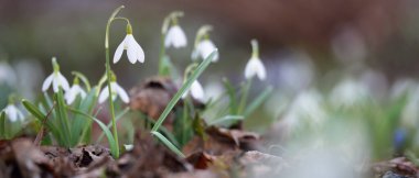 Çiçek açan orman çayırı, beyaz Galanthus (kar damlaları) yakın plan. Avrupa 'da ilkbahar başı. Doğa, çevre koruma, ekoloji, bahçıvanlık, parfüm. Saflık, huzur, neşe, Paskalya kavramları