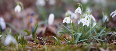 Çiçek açan orman çayırı, beyaz Galanthus (kar damlaları) yakın plan. Avrupa 'da ilkbahar başı. Doğa, çevre koruma, ekoloji, bahçıvanlık, parfüm. Saflık, huzur, neşe, Paskalya kavramları