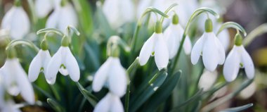 Çiçek açan orman çayırı, beyaz Galanthus (kar damlaları) yakın plan. Avrupa 'da ilkbahar başı. Doğa, çevre koruma, ekoloji, bahçıvanlık, parfüm. Saflık, huzur, neşe, Paskalya kavramları