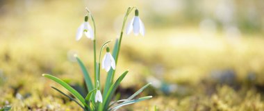 Parkta çiçek açan galanthus (kar damlaları). Baharın başında. Saflık, huzur, neşe, Paskalya teması. Doğa, peyzaj, bahçıvanlık, çevre koruma. Güneş ışığı, altın saat, yumuşak güneş ışığı