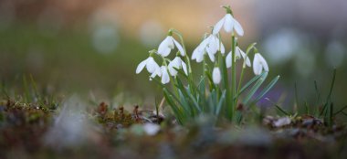 Parkta çiçek açan beyaz galanthus (kar damlaları), yakın plan. Baharın başında. Avrupa. Saflığın sembolü, huzur, neşe, Paskalya. Peyzaj, bahçıvanlık, doğa. Sanat, makrofotoğrafçılık, bokeh, kopyalama alanı