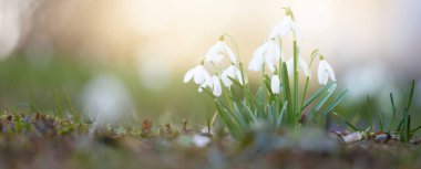 Parkta çiçek açan beyaz galanthus (kar damlaları), yakın plan. Baharın başında. Avrupa. Saflığın sembolü, huzur, neşe, Paskalya. Peyzaj, bahçıvanlık, doğa. Sanat, makrofotoğrafçılık, bokeh, kopyalama alanı