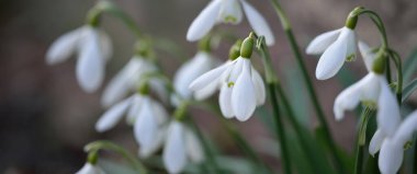 Çiçek açan orman çayırı, beyaz Galanthus (kar damlaları) yakın plan. Avrupa 'da ilkbahar başı. Doğa, çevre koruma, ekoloji, bahçıvanlık, parfüm. Saflık, huzur, neşe, Paskalya kavramları