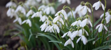 Çiçek açan orman çayırı, beyaz Galanthus (kar damlaları) yakın plan. Avrupa 'da ilkbahar başı. Doğa, çevre koruma, ekoloji, bahçıvanlık, parfüm. Saflık, huzur, neşe, Paskalya kavramları