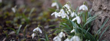 Çiçek açan orman çayırı, beyaz Galanthus (kar damlaları) yakın plan. Avrupa 'da ilkbahar başı. Doğa, çevre koruma, ekoloji, bahçıvanlık, parfüm. Saflık, huzur, neşe, Paskalya kavramları